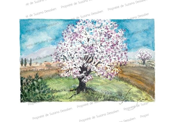 Aquarelle d'amandier en fleurs rose et blanc en Provence par Suzana Dessalien, 20x30cm