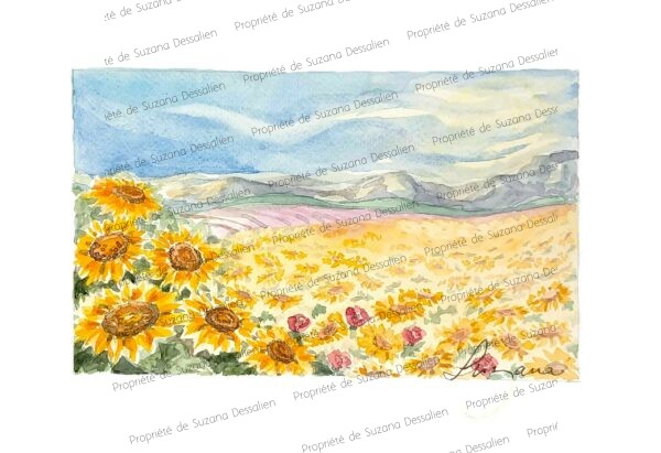 Tournesols - Aquarelle 20x30cm L'été provençal dans toute sa splendeur : une symphonie de jaunes éclatants où dansent mille soleils terrestres sous le ciel azur.
