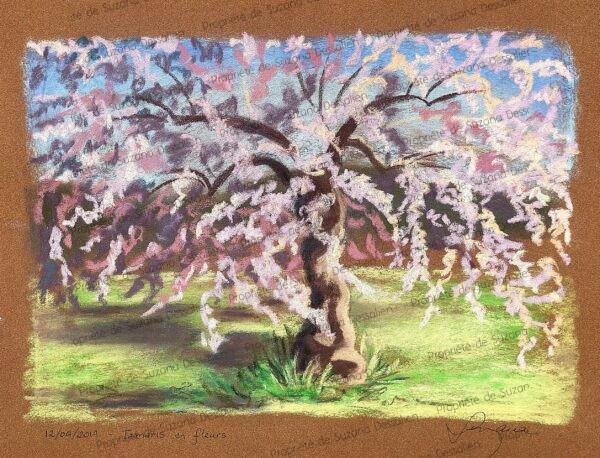 Pastel sec Tamaris en Fleurs par Suzana Dessalien, tamaris fleurs roses nuage tendresse floraison éphémère tons poudrés jardins Midi, 30x40cm